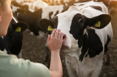 Photo of Young woman stroking cow on farm, closeup. Animal husbandry