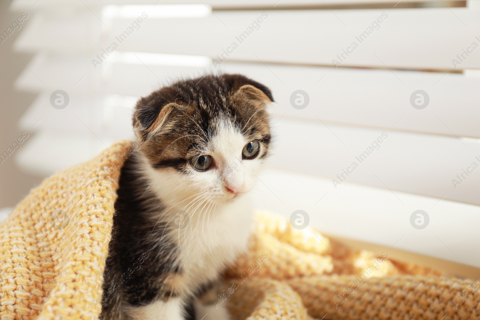 Photo of Adorable little kitten under blanket near window indoors