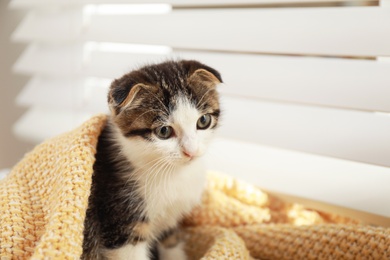 Photo of Adorable little kitten under blanket near window indoors