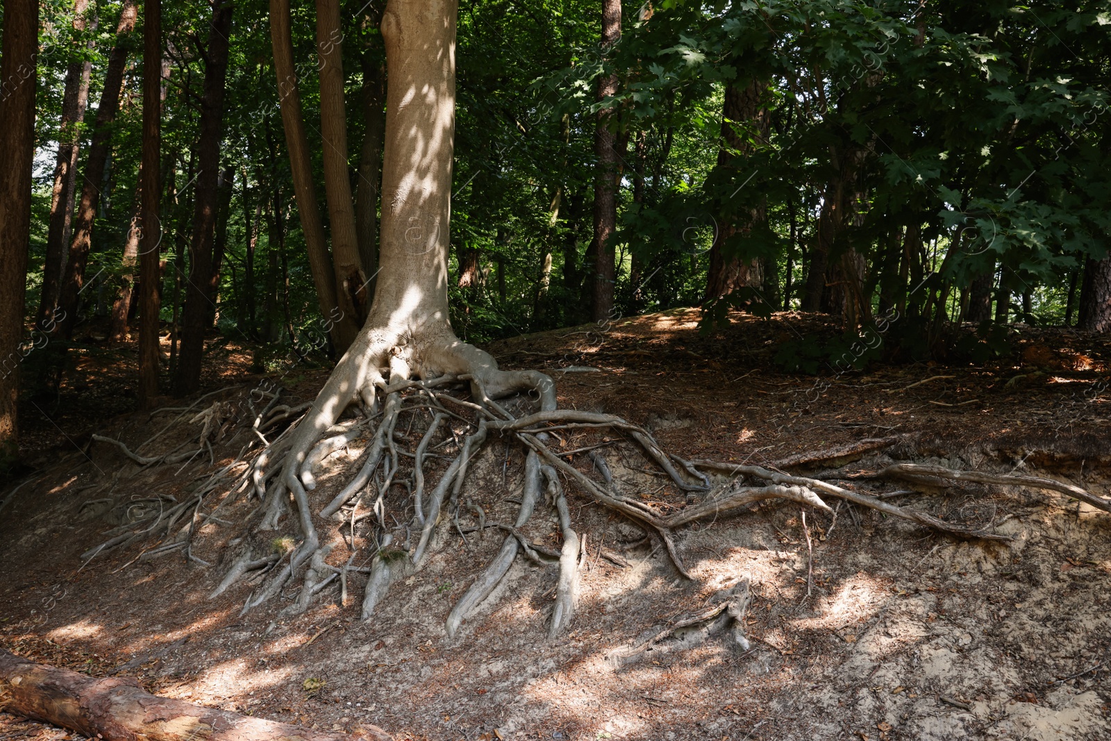 Photo of Tree roots visible through ground in forest