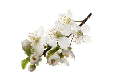 Photo of Beautiful fresh cherry blossoms isolated on white