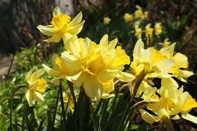 Beautiful yellow daffodils growing outdoors on spring day