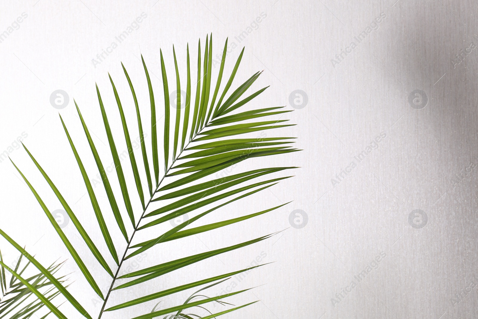 Photo of Green beautiful tropical leaf against white wall. Space for text