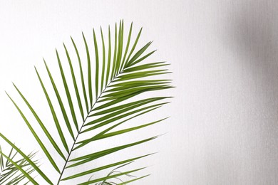 Photo of Green beautiful tropical leaf against white wall. Space for text