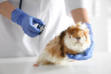 Female veterinarian examining guinea pig in clinic, closeup