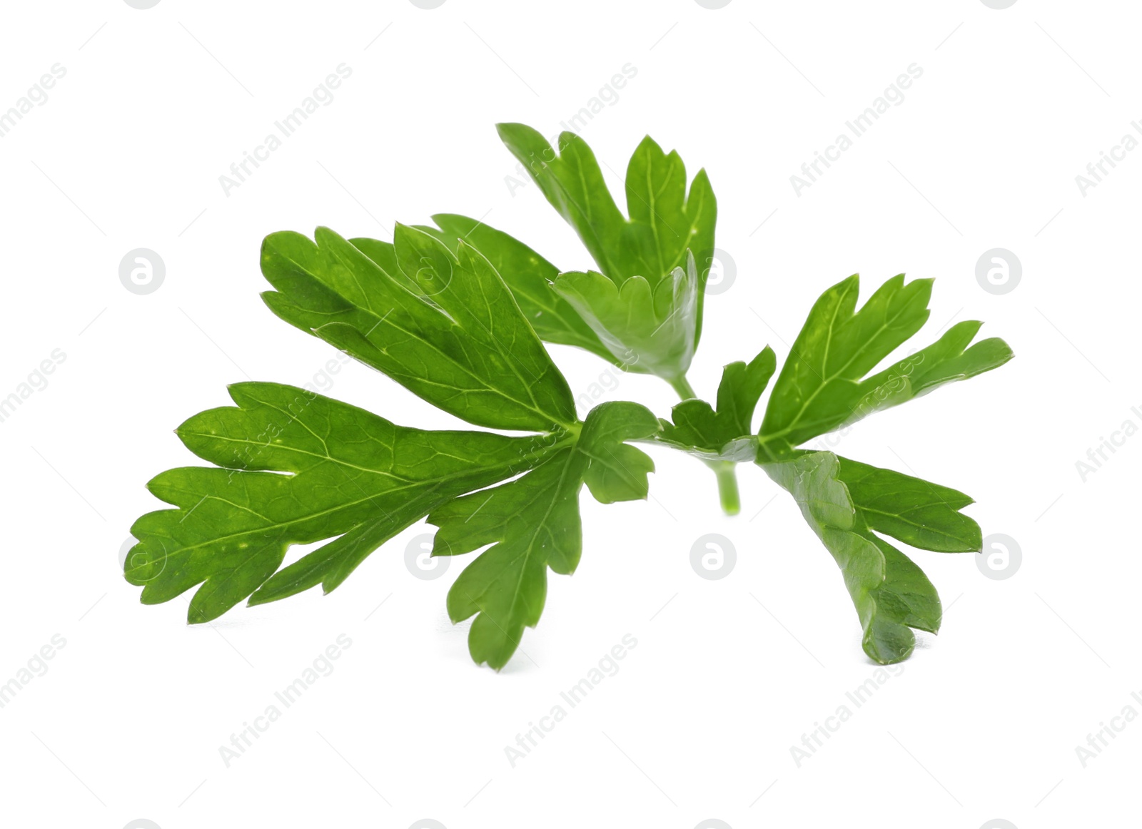 Photo of Fresh green parsley on white background