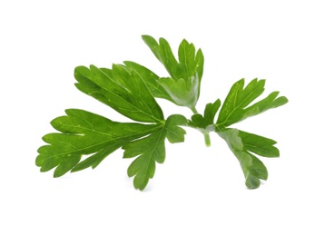 Fresh green parsley on white background