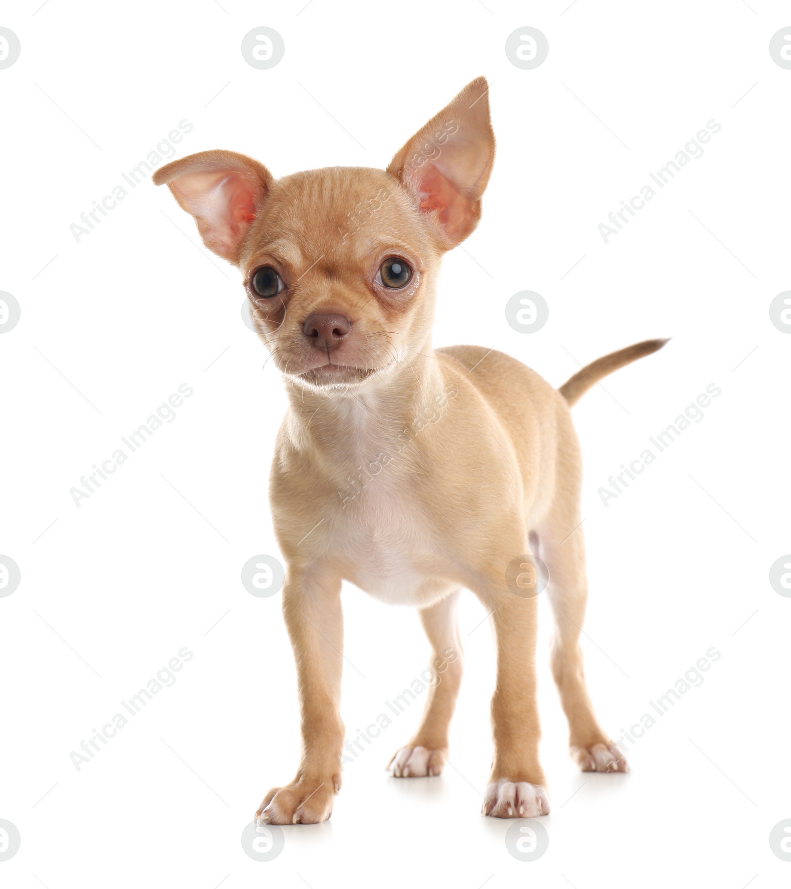 Photo of Cute Chihuahua puppy on white background. Baby animal