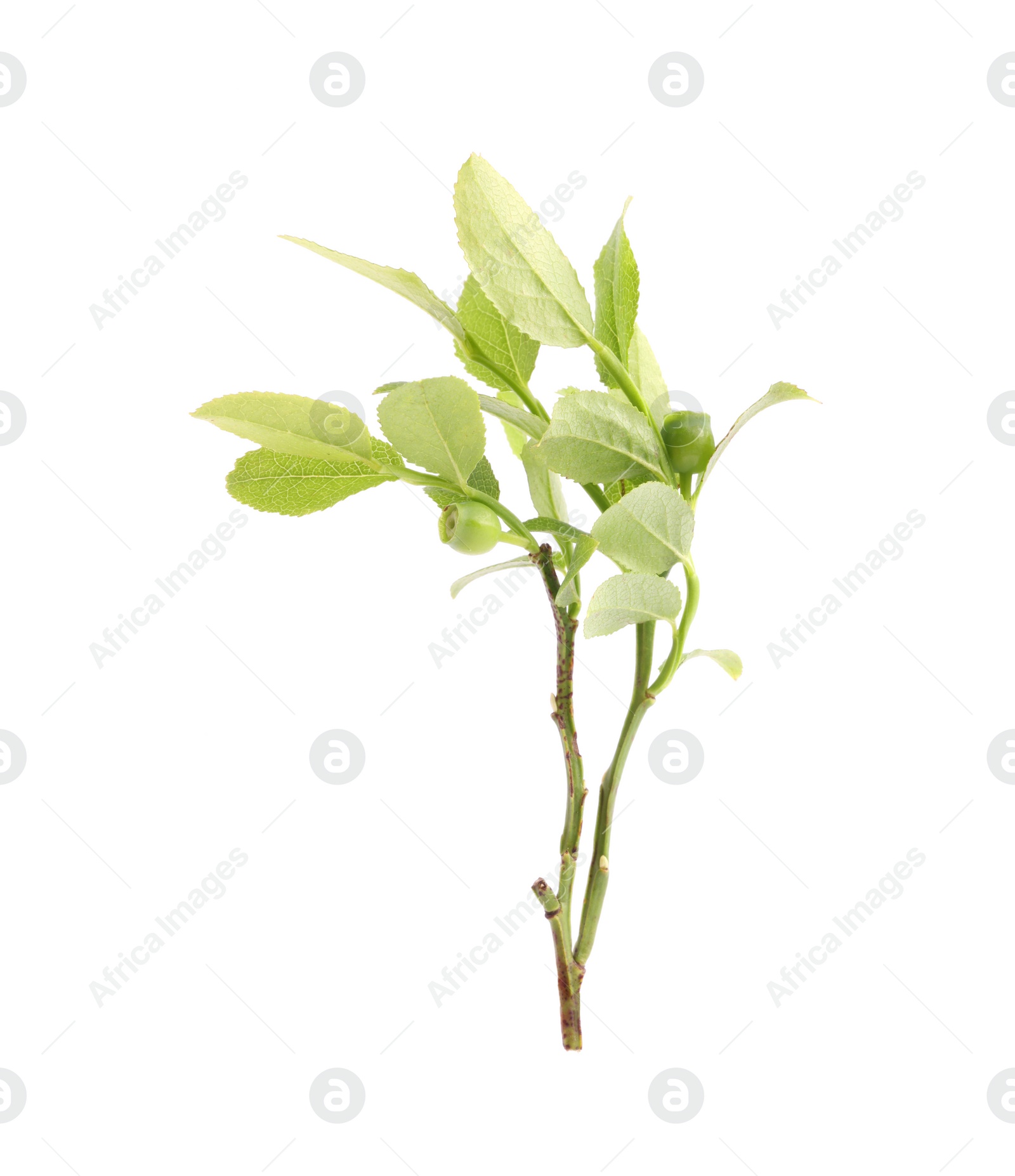 Photo of Bilberry branch with fresh green leaves isolated on white