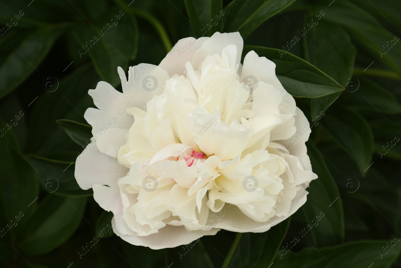 Photo of Beautiful blooming white peony growing in garden, closeup