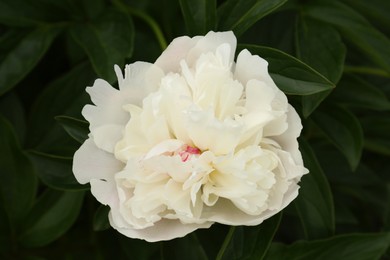 Photo of Beautiful blooming white peony growing in garden, closeup