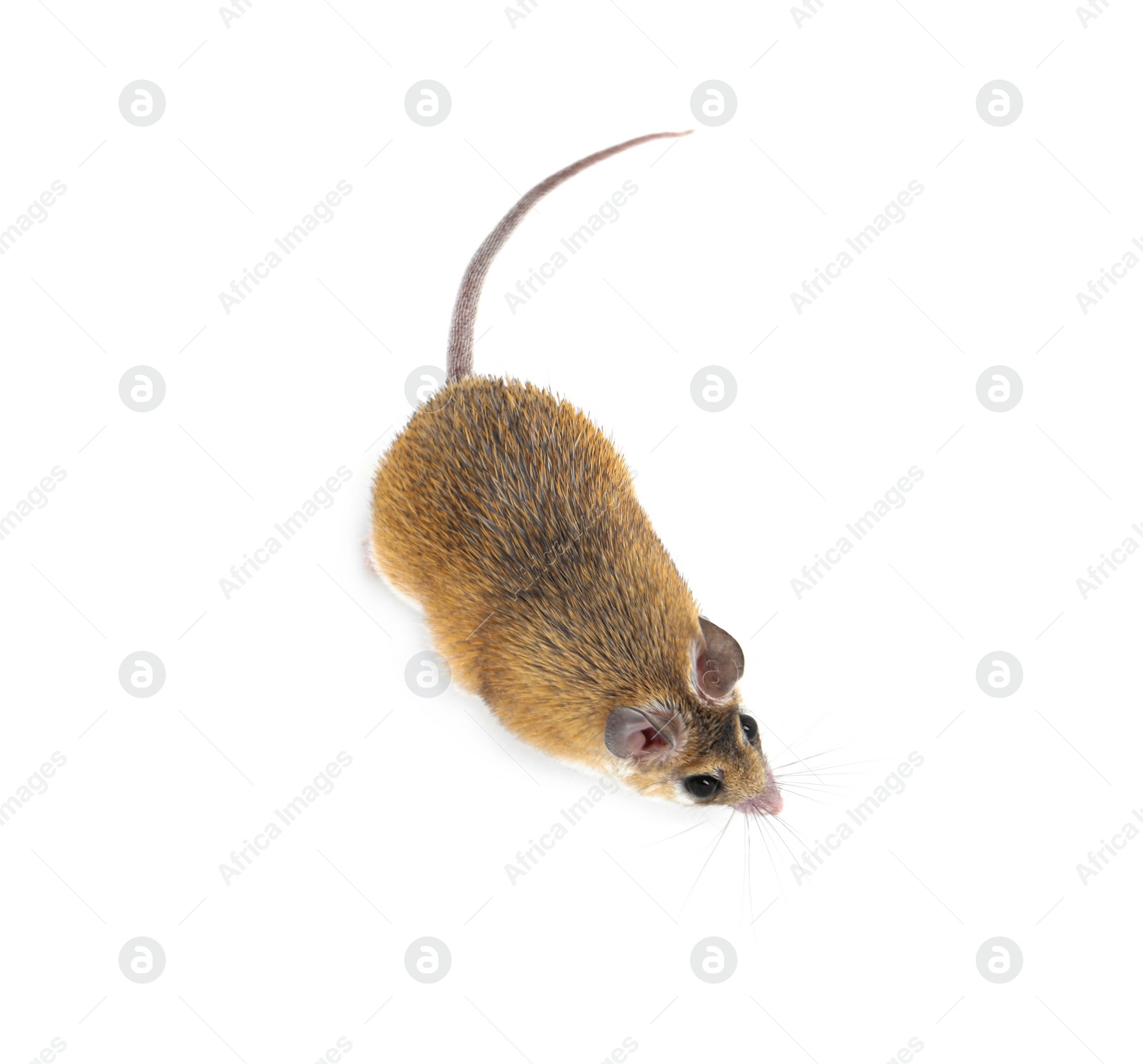 Photo of Small cute spiny mouse on white background