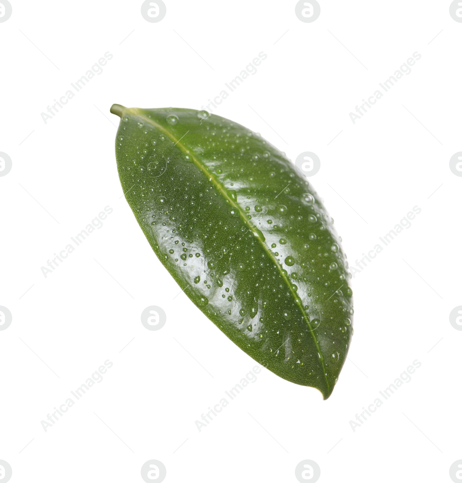 Photo of Fresh green leaf of Ficus elastica plant isolated on white