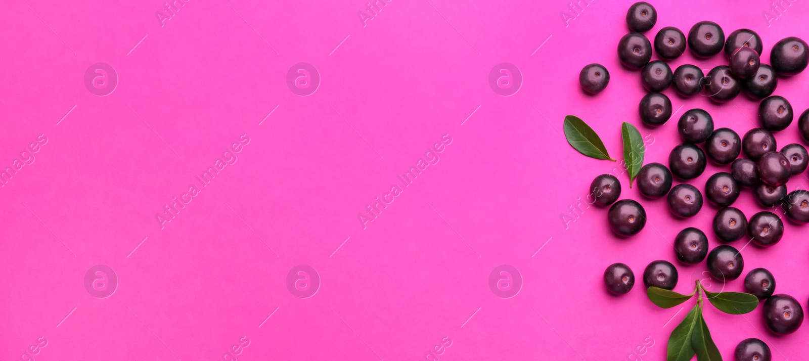 Photo of Fresh acai berries and green leaves on pink background, flat lay. Space for text