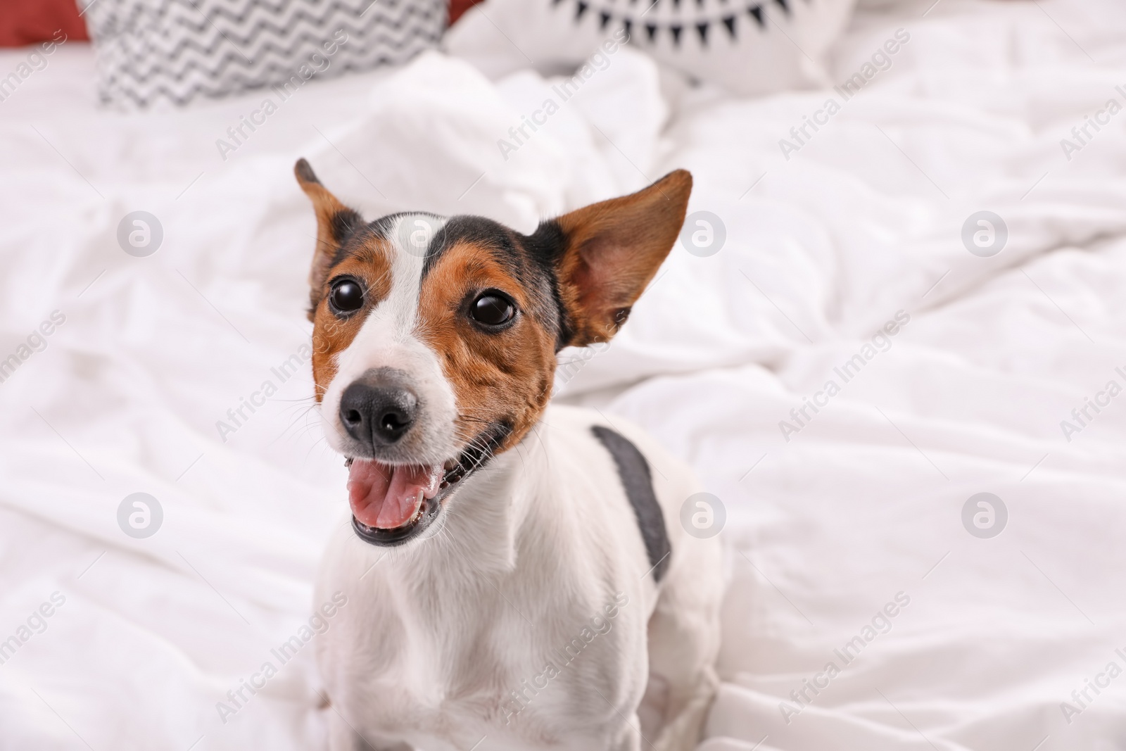 Photo of Cute Jack Russel Terrier at home. Adorable pet