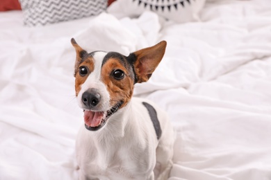 Cute Jack Russel Terrier at home. Adorable pet