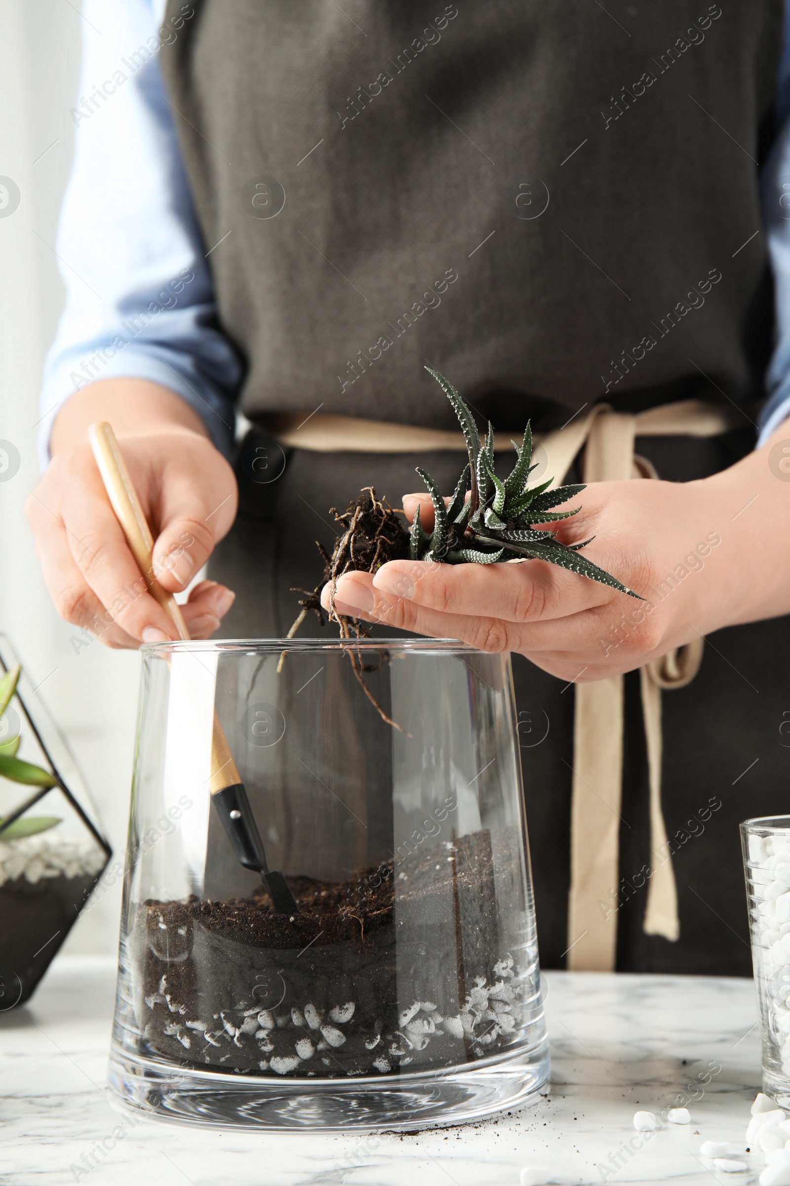 Photo of Young woman making florarium of different succulents at table, closeup