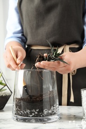 Young woman making florarium of different succulents at table, closeup