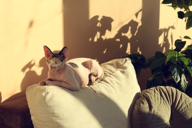 Photo of Adorable Sphynx cat on pillow at home. Lovely pet