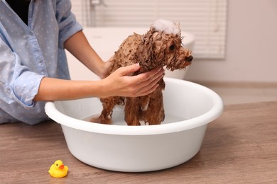 Photo of Woman washing cute Maltipoo dog in basin indoors. Lovely pet