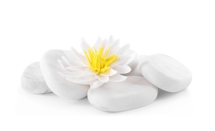 Photo of Beautiful lotus flower and stones on white background