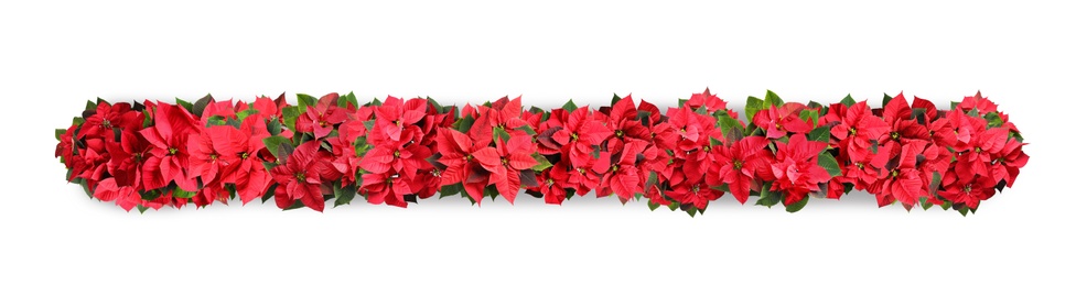 Christmas traditional Poinsettia flowers on white background, top view. Banner design 