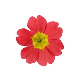 Photo of Beautiful red primula (primrose) flower isolated on white. Spring blossom
