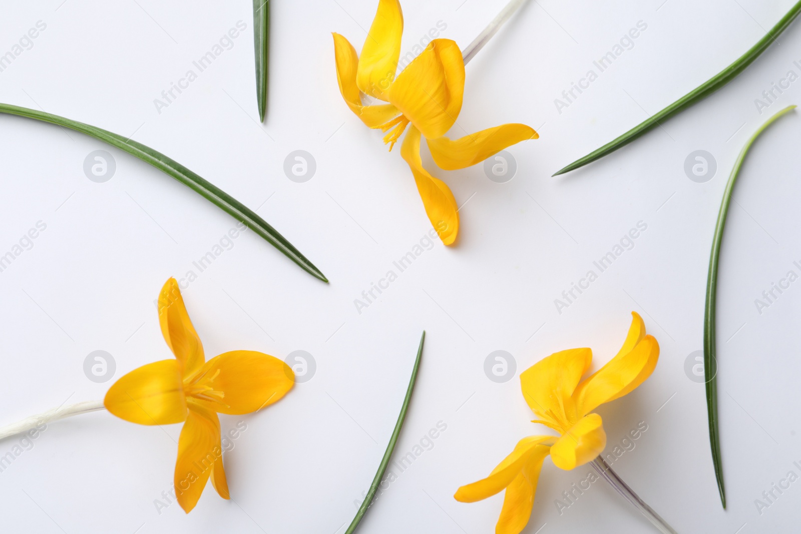 Photo of Beautiful yellow crocus flowers and leaves on white background, flat lay