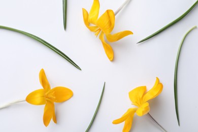 Beautiful yellow crocus flowers and leaves on white background, flat lay