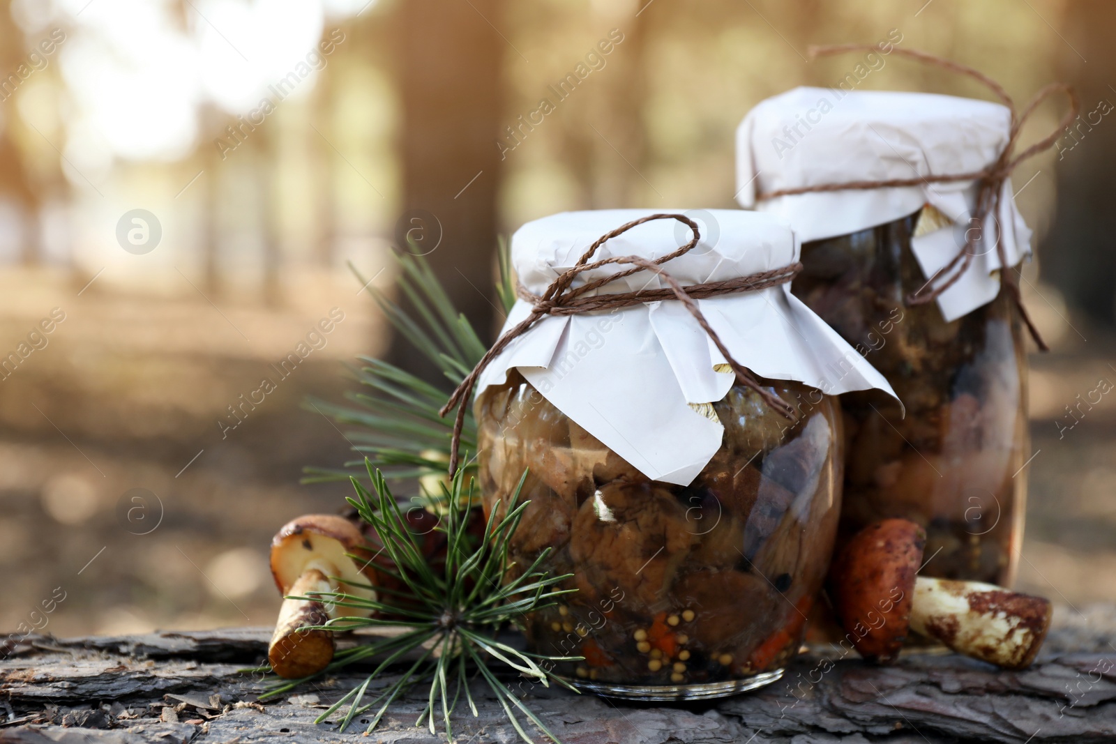 Photo of Fresh and pickled mushrooms in forest, closeup