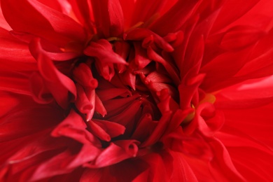 Beautiful red dahlia flower, closeup view. Floral decoration