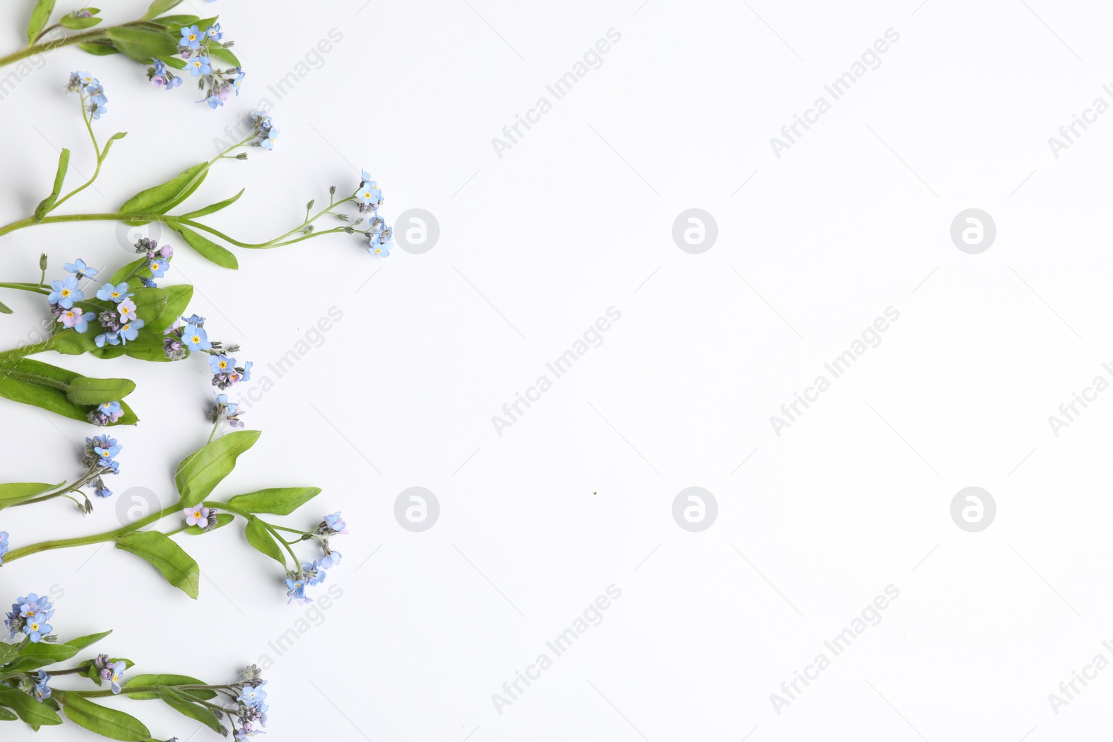 Photo of Beautiful forget-me-not flowers on white background, flat lay. Space for text