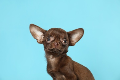 Photo of Cute small Chihuahua dog on light blue background