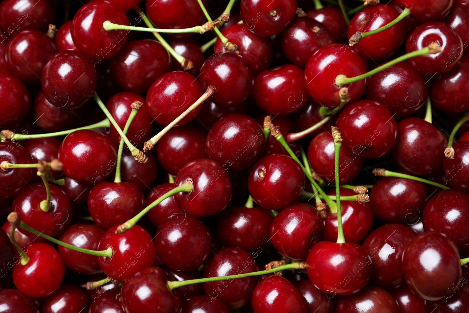 Photo of Ripe juicy cherries as background, closeup view