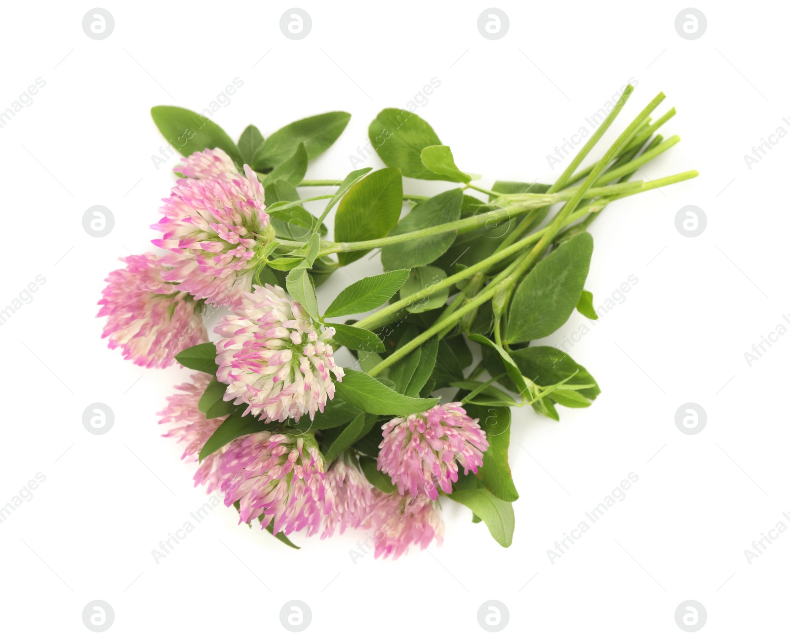 Photo of Beautiful blooming clover flowers on white background