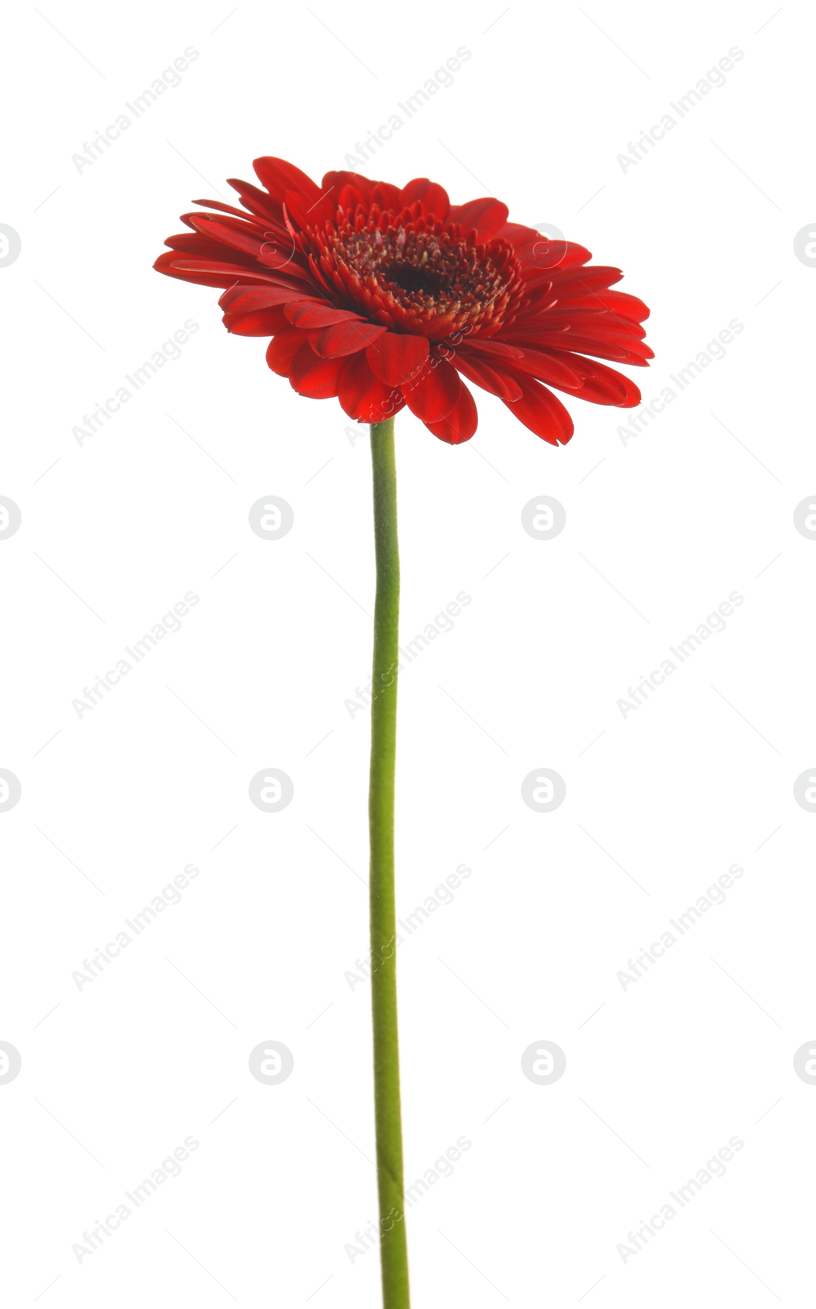 Photo of Beautiful red gerbera flower on white background