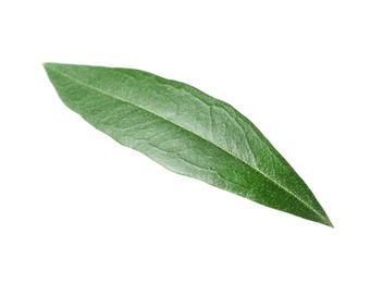 Photo of Fresh green olive leaf on white background