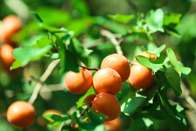 Photo of Delicious ripe apricots on tree outdoors, closeup