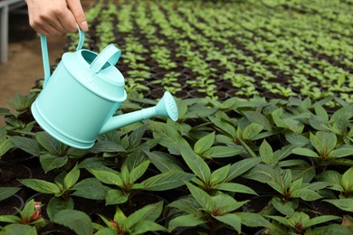 Woman watering fresh growing seedlings in greenhouse, closeup. Space for text