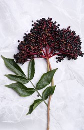 Photo of Beautiful branch with tasty elderberries (Sambucus) and leaves on white marble table, top view