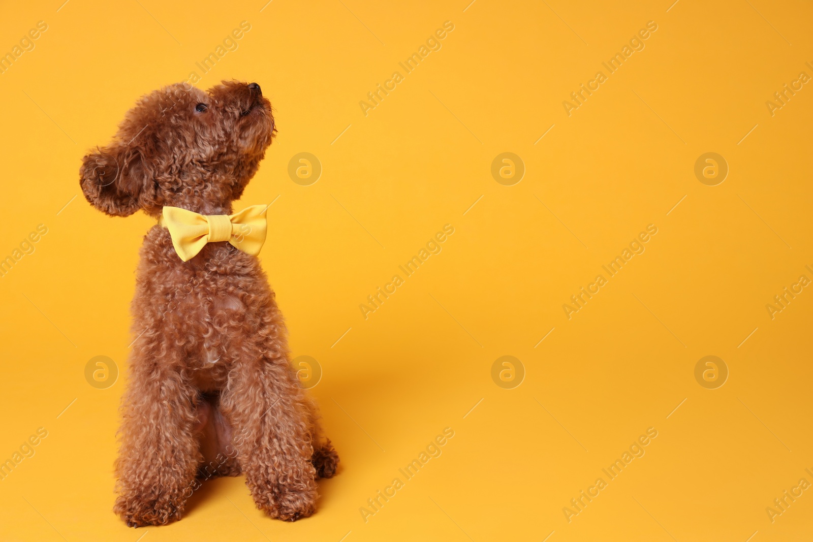 Photo of Cute Maltipoo dog with yellow bow tie on neck against orange background. Space for text