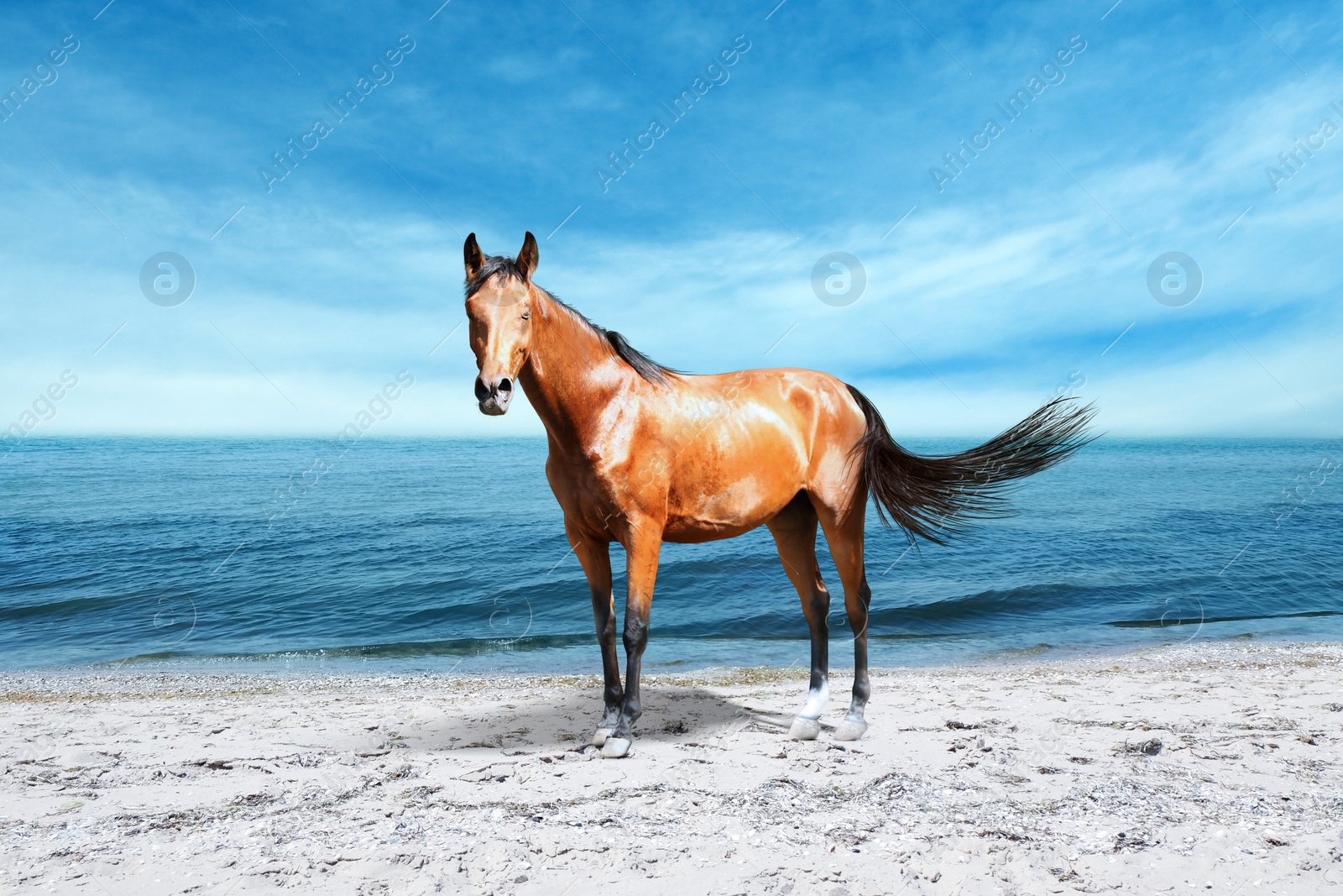 Image of Beautiful horse on sandy beach near sea