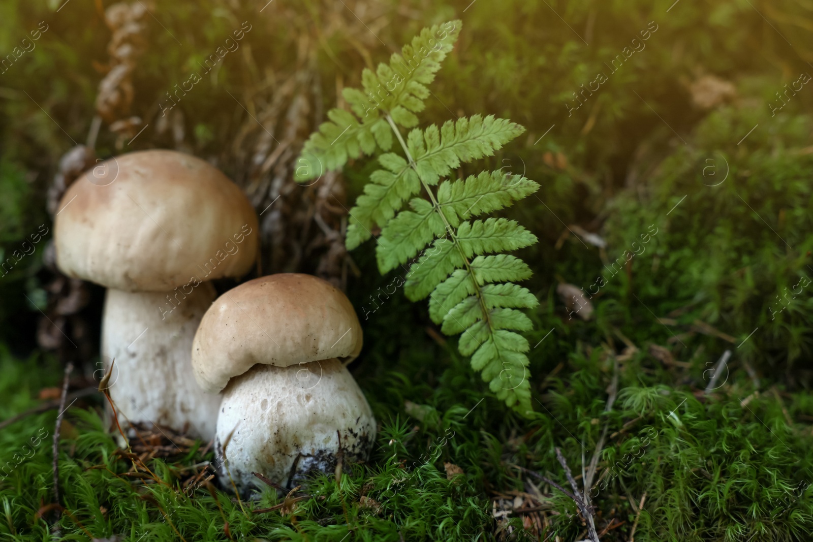 Photo of Fresh porcino mushrooms growing in forest, closeup. Space for text