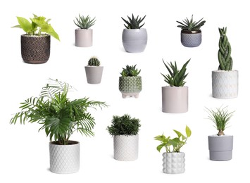 Image of Set with different beautiful houseplants on white background 