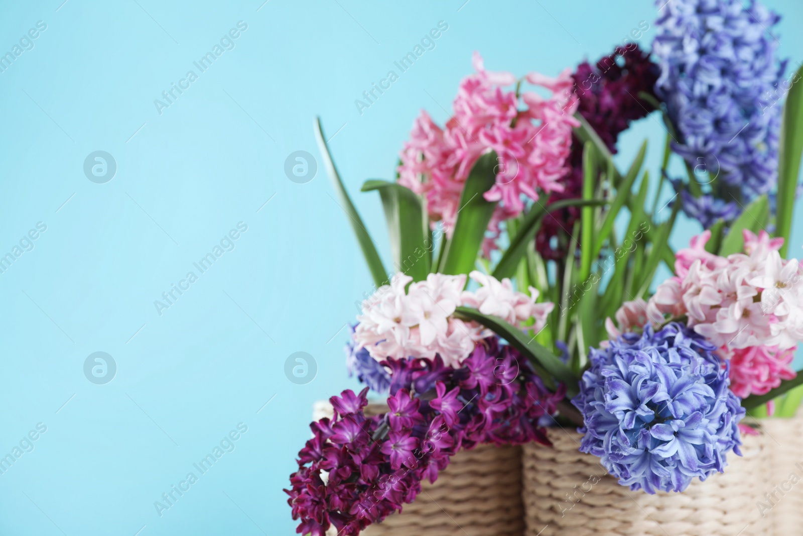 Photo of Beautiful hyacinths in wicker pots on color background, space for text. Spring flowers