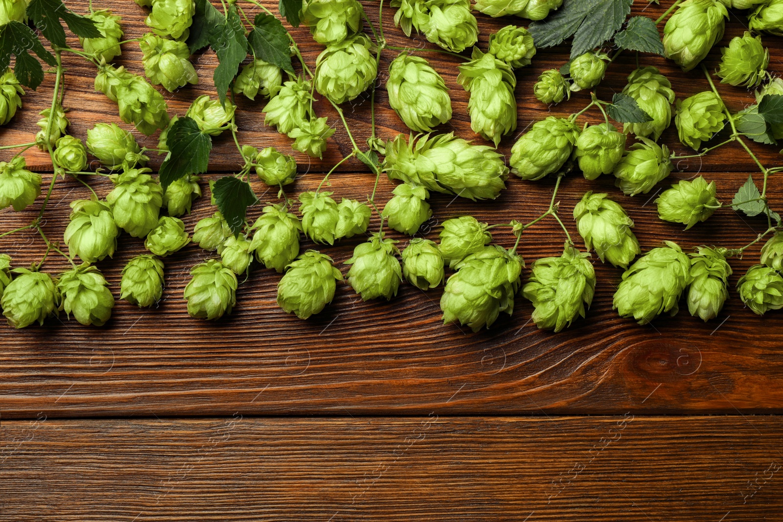 Photo of Branches of fresh green hops on wooden table, flat lay. Space for text