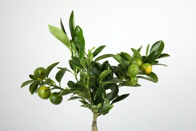 Beautiful Calamondin home plant on grey background