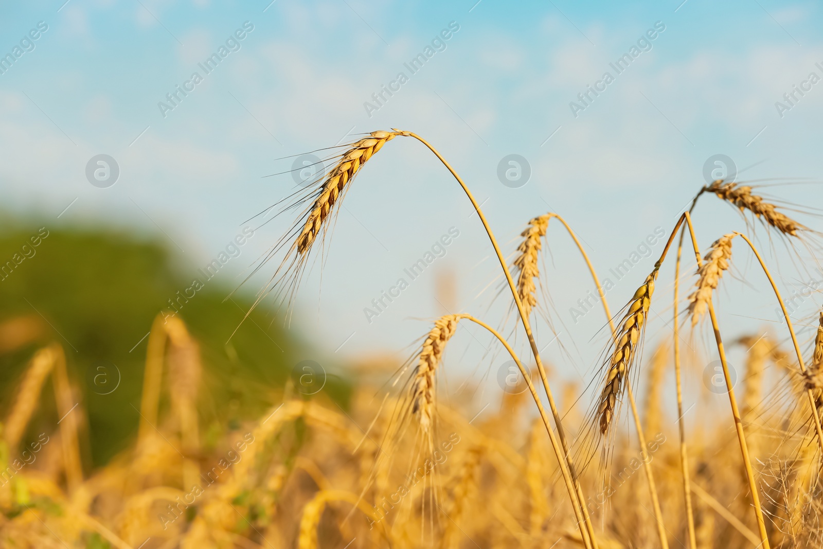 Photo of Golden ripe wheat spikelets in field, closeup