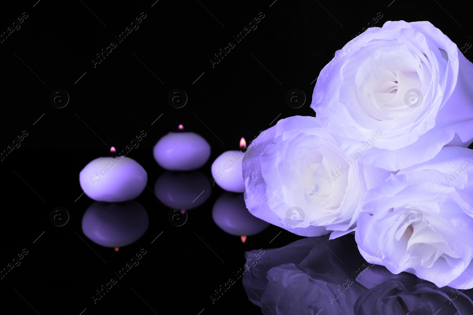 Image of Violet roses and burning candles on black mirror surface, space for text. Funeral attributes