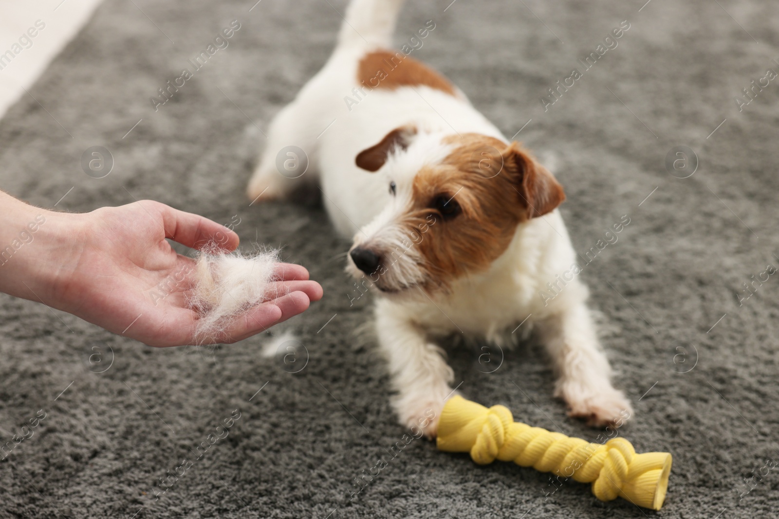 Photo of Pet shedding. Man showing pile of dog's hair to cute Jack Russell Terrier at home, closeup